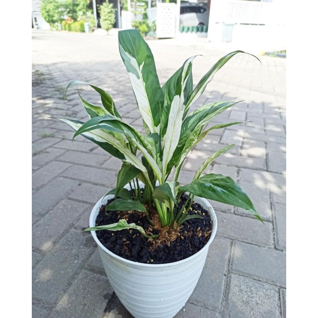 lily peace / lily varigata