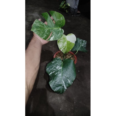 monstera Varigata marble