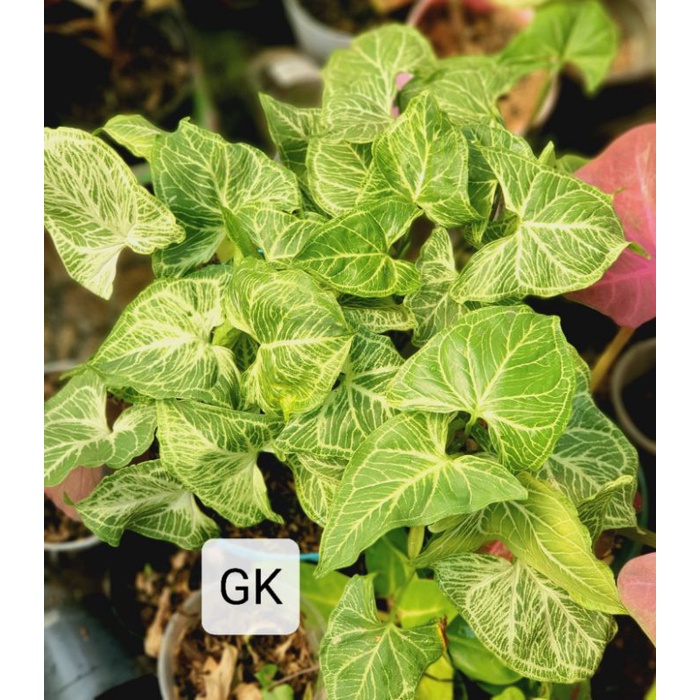 Syngonium Batik Original