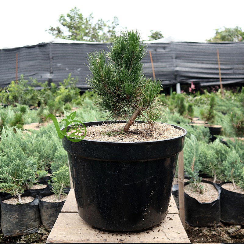 Bonsai Japanese Black Pine - 3