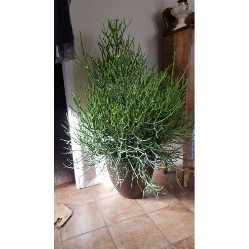 Tanaman hias bunga kaktus hijau patah tulang kaktus pensil