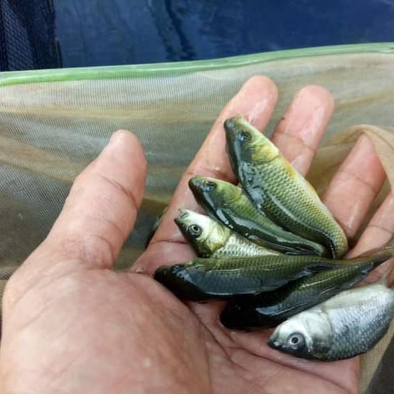 Bibit Ikan mas rajadanu