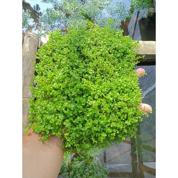 Monte carlo carpet tanaman aquascape
