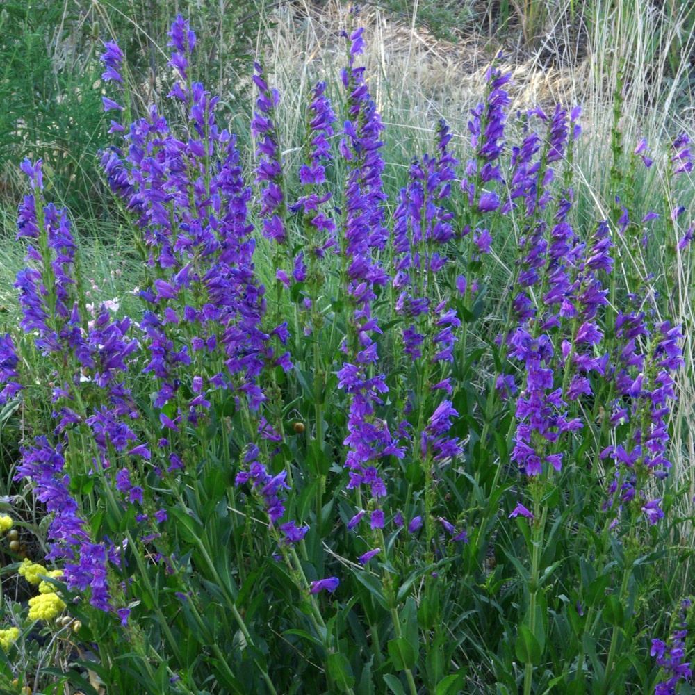 10 Seeds - Penstemon Rocky Mountain Biji Bunga - SR0208