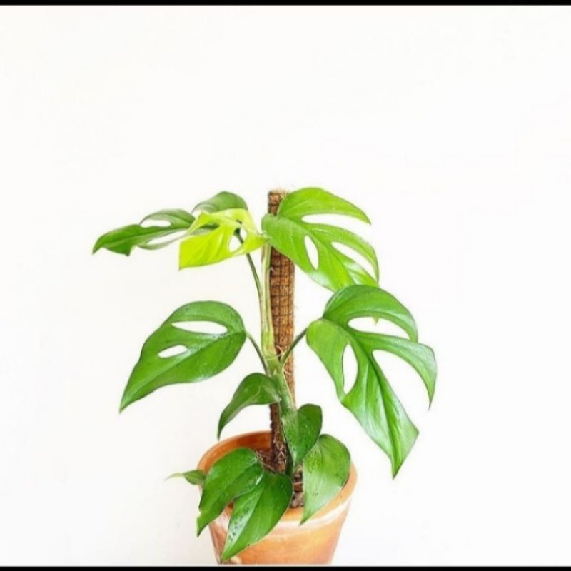 Tanaman hias monstera raphidopora pertusa - monstera pertusa