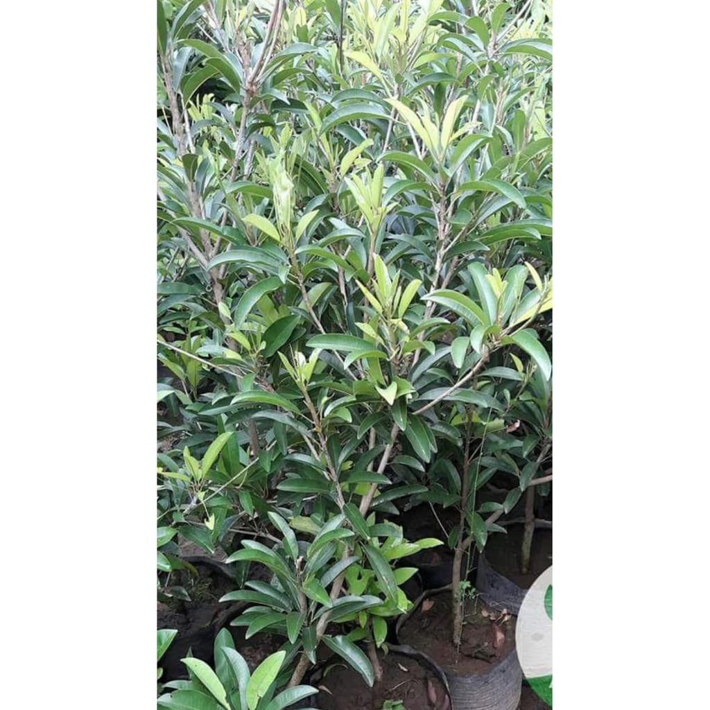 Diskon Bibit Buah Sawo Jumbo Malaysia Murah