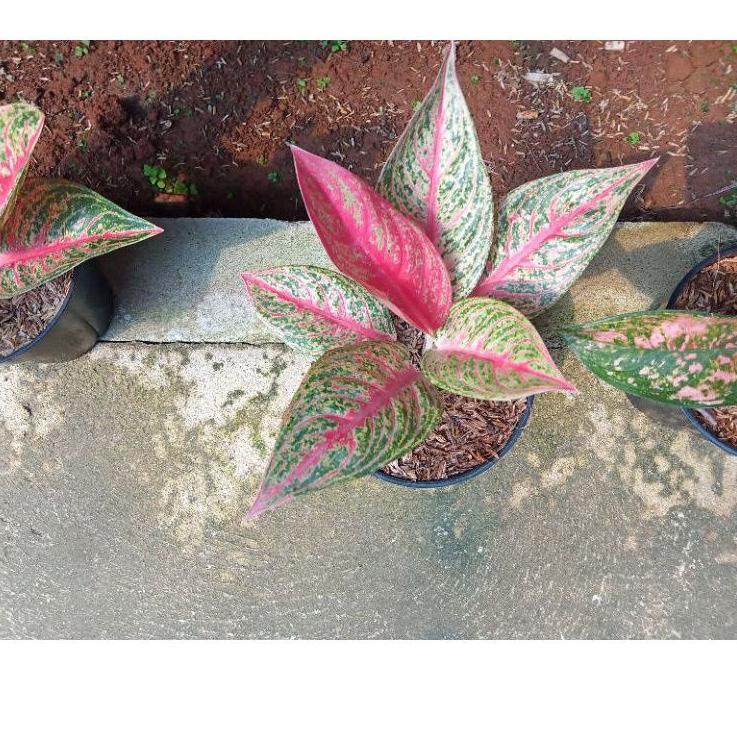 Best Deals Aglonema red legacy dewasa