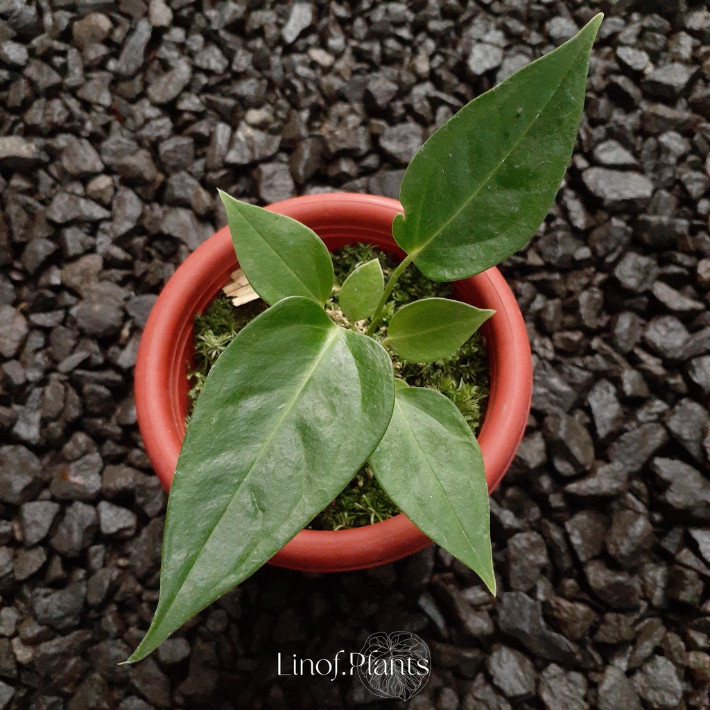 Tanaman Hias Baby Anthurium Veitchii Original not Dorayaki / Papillilaminum / Forgetii