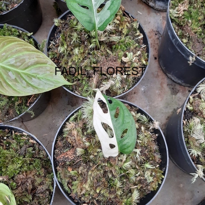 Philodendron - monstera obliqua - janda bolong varigata Thailand