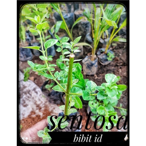 bibit sancang varigata bahan bonsai mame sancang