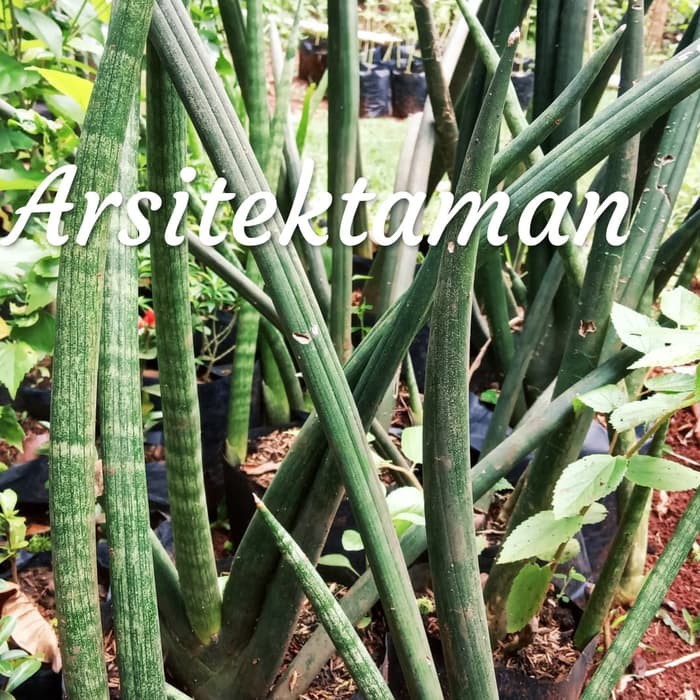 tanaman hias sansivera tombak - lidah mertua tombak - sansivera tombak