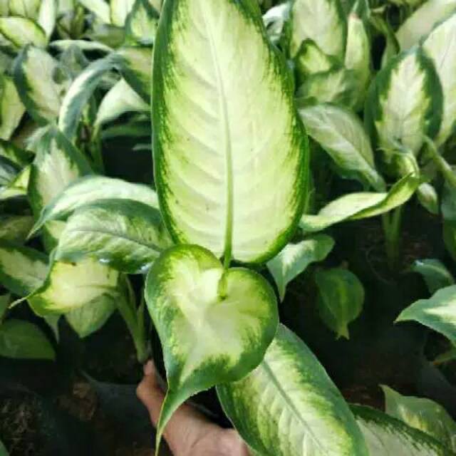 Tanaman hias aglaonema aglonema blanceng susu taneman aglo