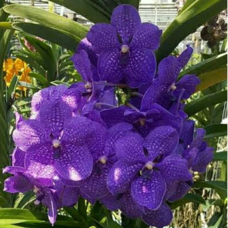 anggrek vanda ungu dewasa