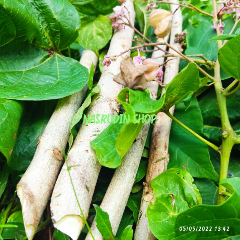 

[Fresh] BIBIT PALIASA / BIBIT STEK DAUN PALIASA KATIMAHA (STEK BATANG)
