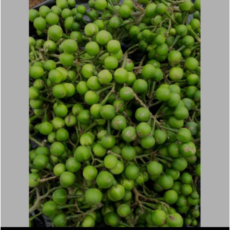 

Buah cepokak /buah tekokak 500gram