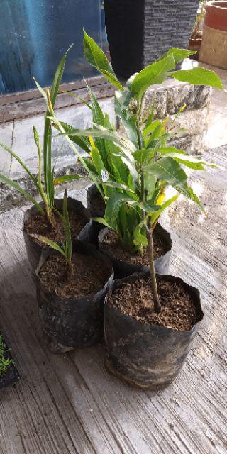 Anggrek Cymbidium Golden Boy