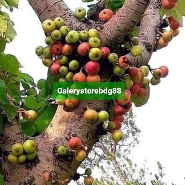 

Buah gondang / buah kondang segar 500 gram