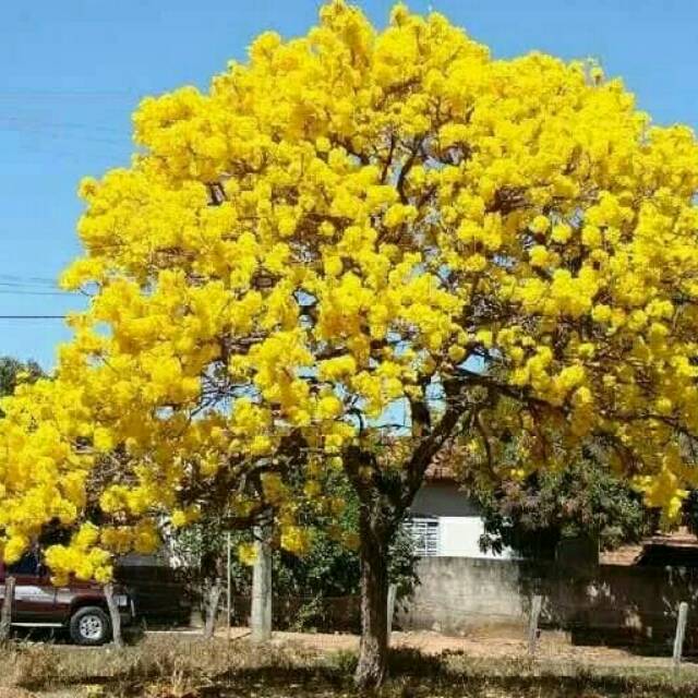 Pohon tabebuya bunga kuning - bibit pohon tabebuya - Pohon Sakura