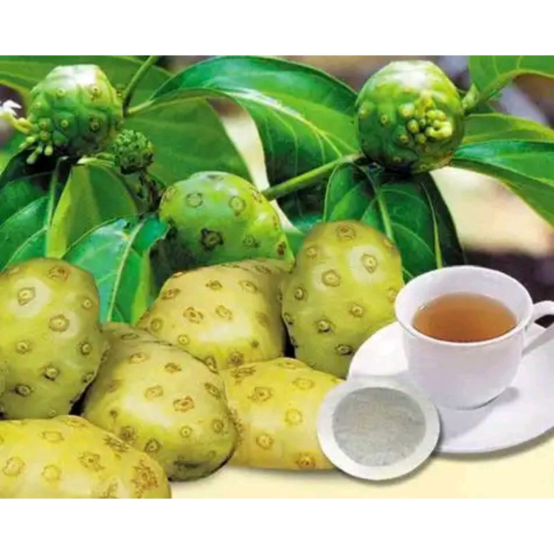 

mengkudu segar tua 1 kg