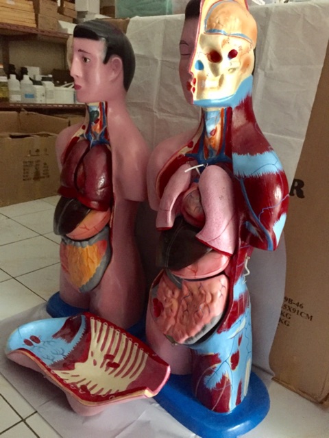 Torso Wanita/Torso Pria /model torso perempuan/Besar(Dewasa) #TorsoOrgantubuhpriadanwanita