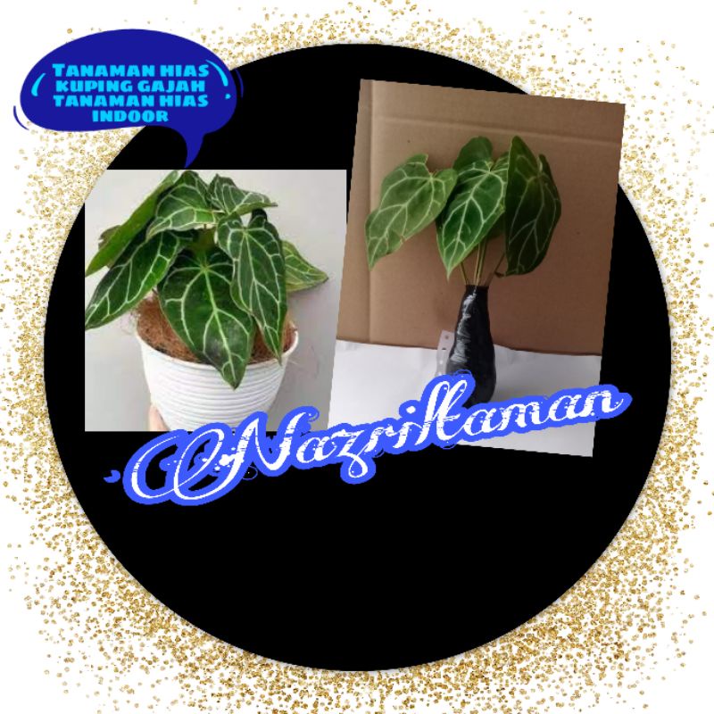 Tanaman Hias Kuping Gajah - Tanaman Hias - Kuping Gajah