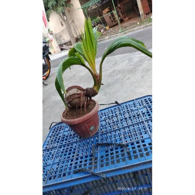 Bonsai kelapa mini,tanaman hias kerdil