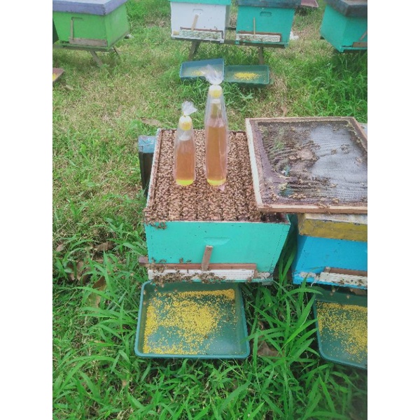 bee pollen