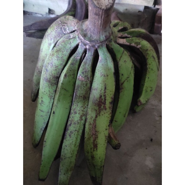 

pisang bagja/pisang tanduk