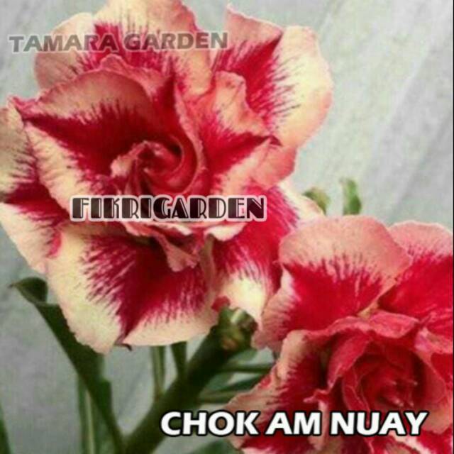 

Bibit Bunga Kamboja Adenium Chok Am Nuay