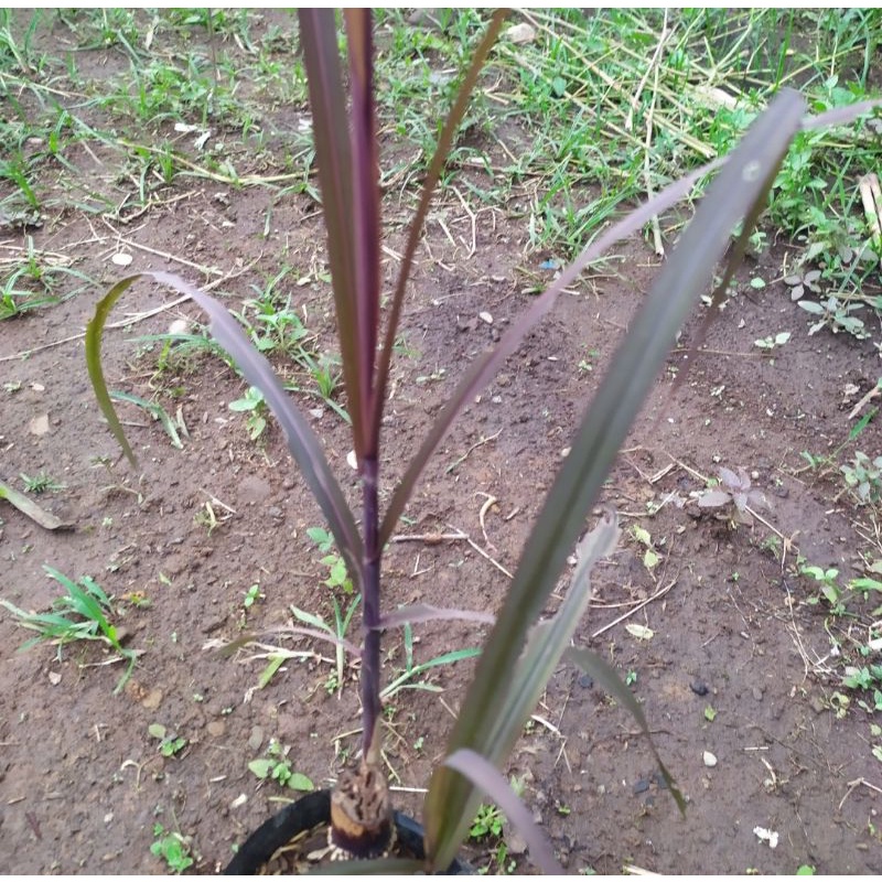 tanaman tebu hitam pohon tebu hitam
