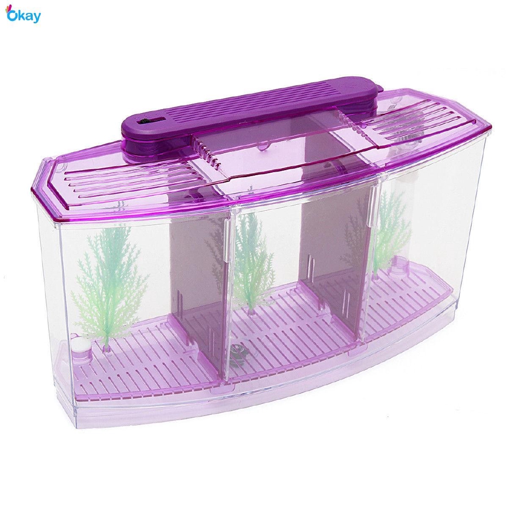 Akuarium Dengan 2 Partisi Untuk 3 Ikan Betta Fish Cupang Bahan Plastik Warna Biru Ungu Shopee Indonesia