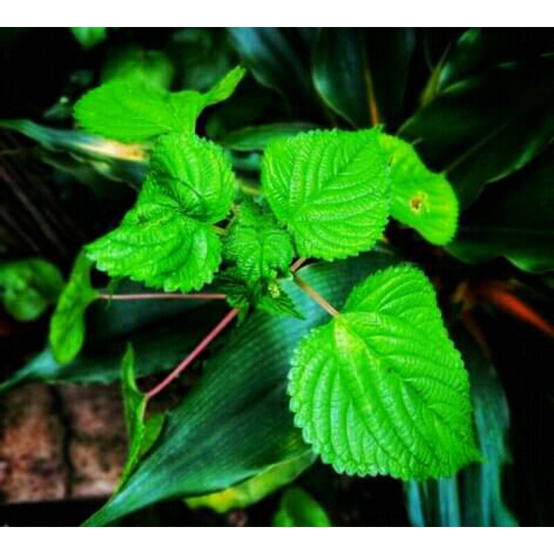 

daun jelatang atau daun gatal pulus 250gram fres