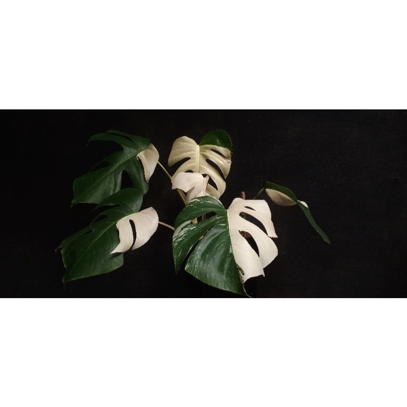 monstera halfmoon varigata