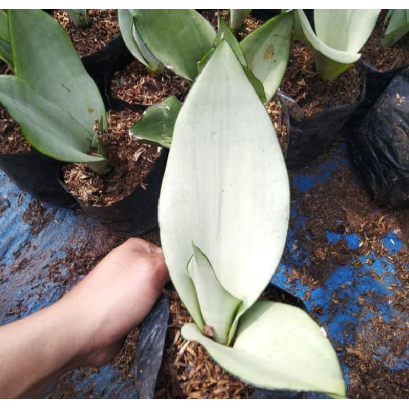 Tanaman Hias Sanseivera Moonshine