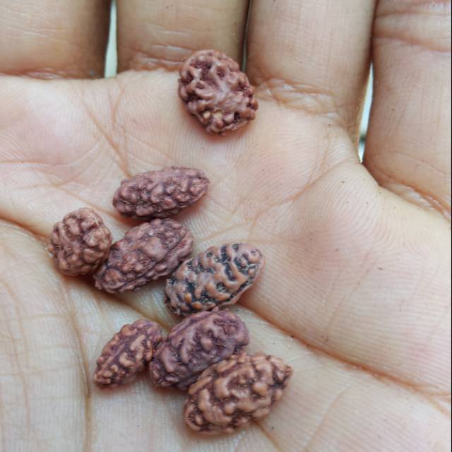 Rudraksha jenitri mukhi 2