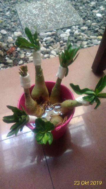 Bibit Adenium / Kamboja Jepang Tumpuk Nomor 28-36