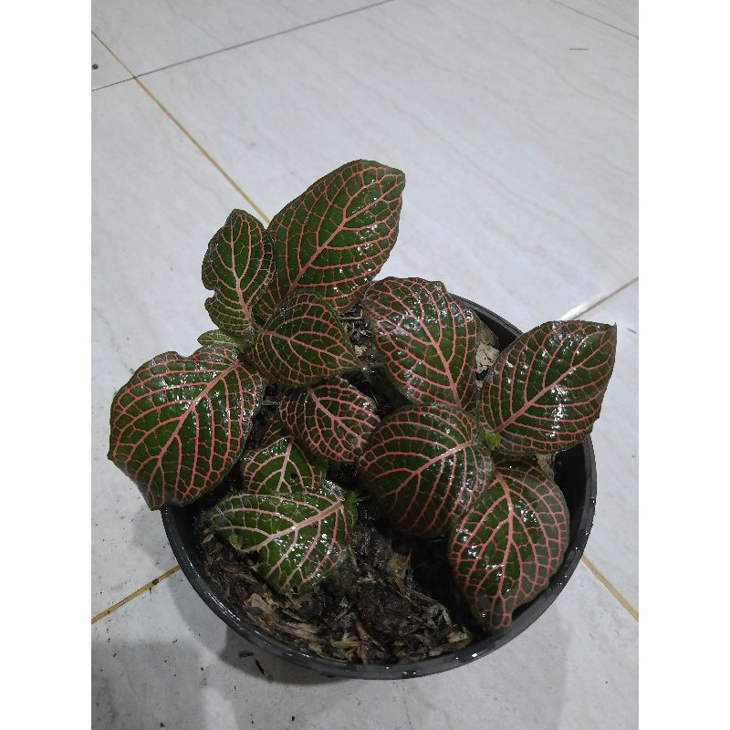 POHON PITONIA MERAH-tanaman pitonia merah