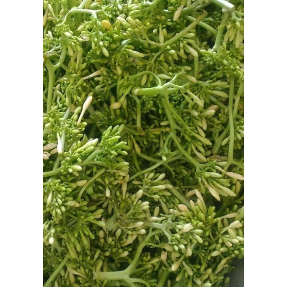 

Herbal bunga pepaya jantan 200 gram | Pepaya gantung