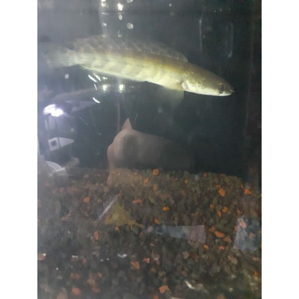 Red Barito 14-15cm