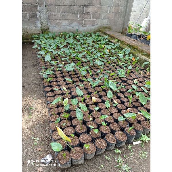 alocasia luthea, sente golden