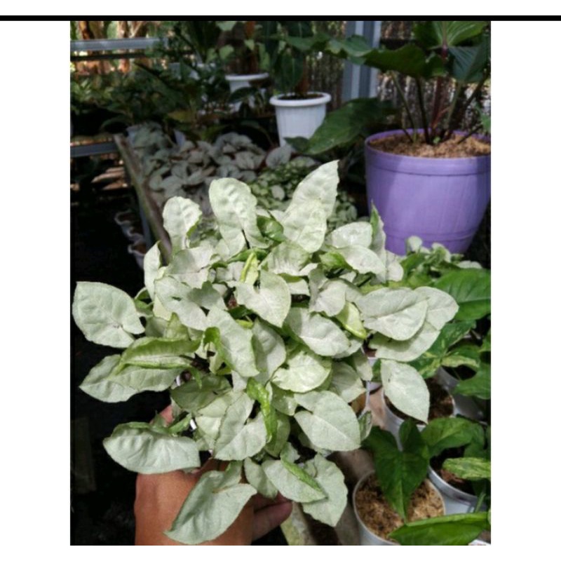 Keladi Mini/ Keladi liliput