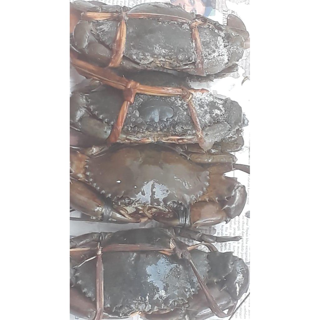 

Kepiting Beku / Frozen 1 kg isi 4 - 5 ekor