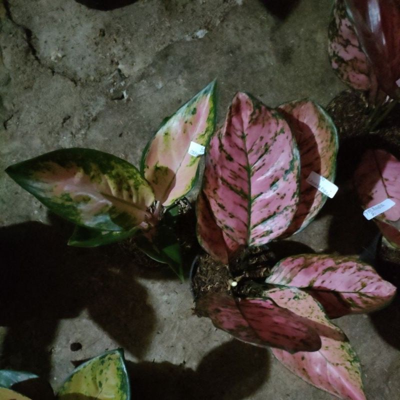 aglonema kocin kuning dan lv