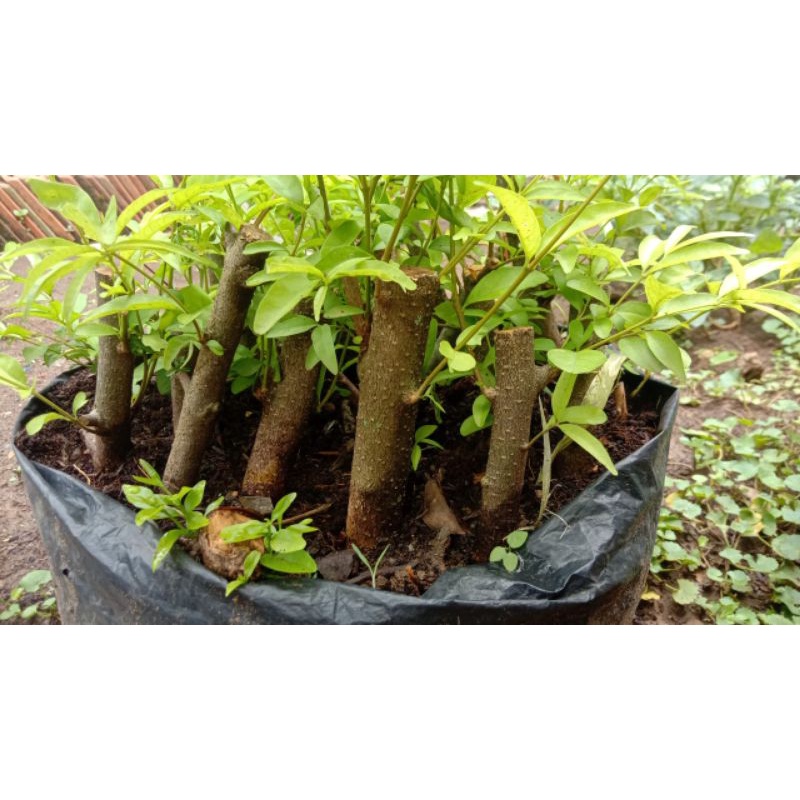 bibit bonsai cangkokan anting putri