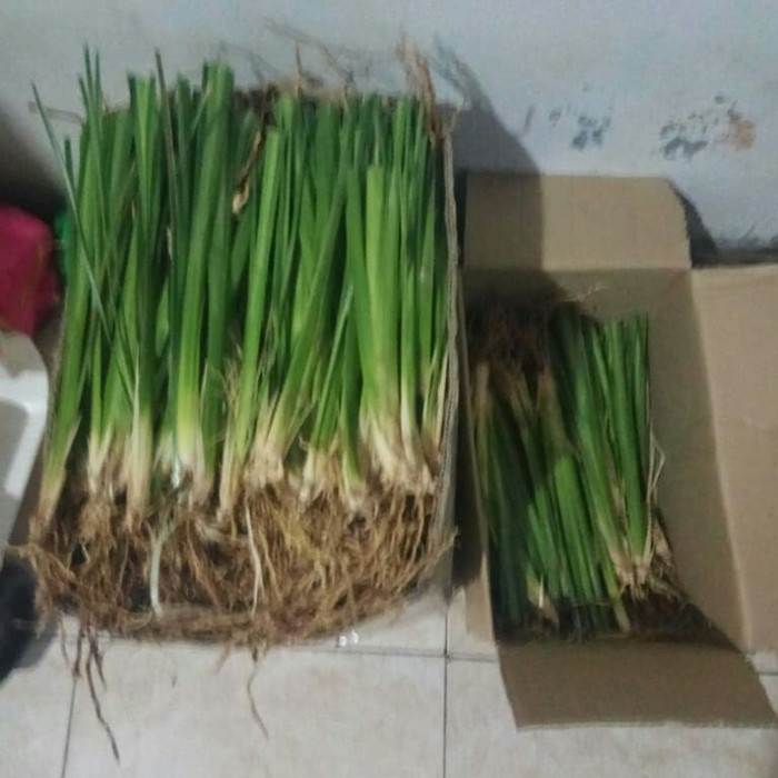 Bibit Rumput Vetiver Akar Wangi Tanaman Pencegah Erosi