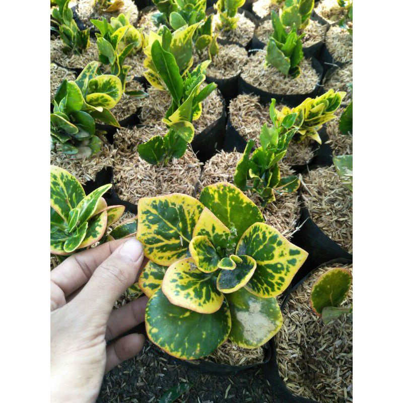 Tanaman hias puring koin - puring jengkol - puring koin