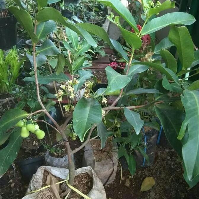 (Diskon) Tanaman Jambu Air Cincalo/Bibit Tanaman Jambu Air Cincalo **