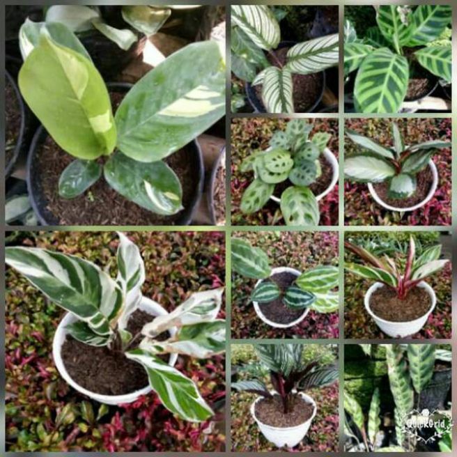 paket 10 jenis tanaman hias calathea tanaman hias