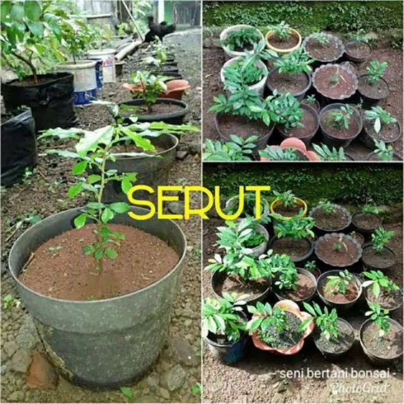 bibit bahan bonsai serut sudah hidup ukuran kecil