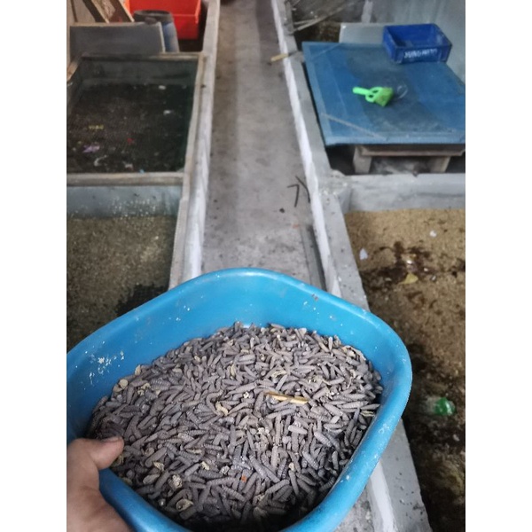 Maggot Prepupa Bsf 500gram
